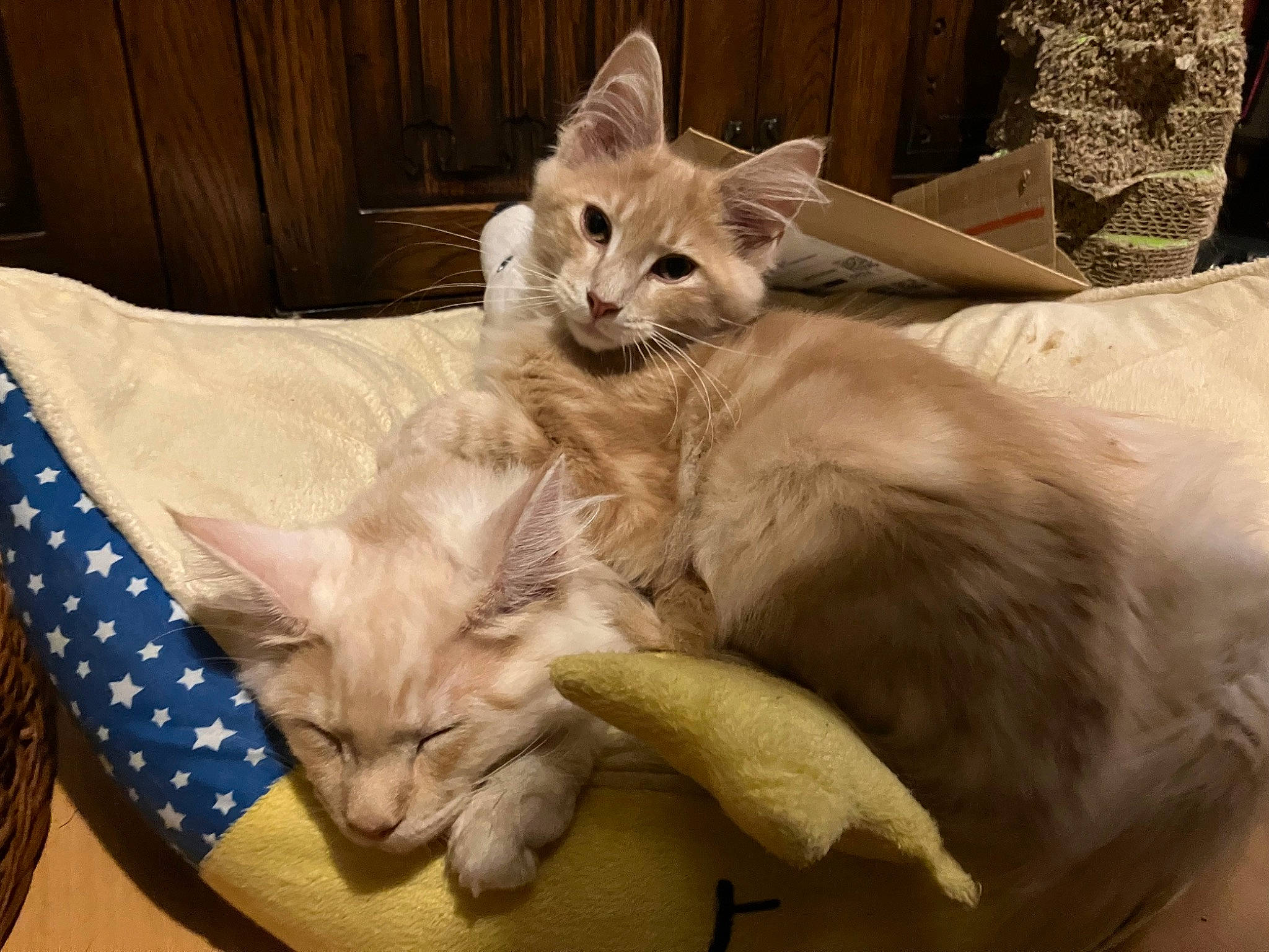 Thor And Egbert is registered to the contest to win money with this photo: bed, carnivore, cat, claw, comfort, domestic_short_haired_cat, duvet, fawn, felidae, flag, fur, linens, nap, paw, sleep, small_to_medium_sized_cats, tail, terrestrial_animal, whiskers