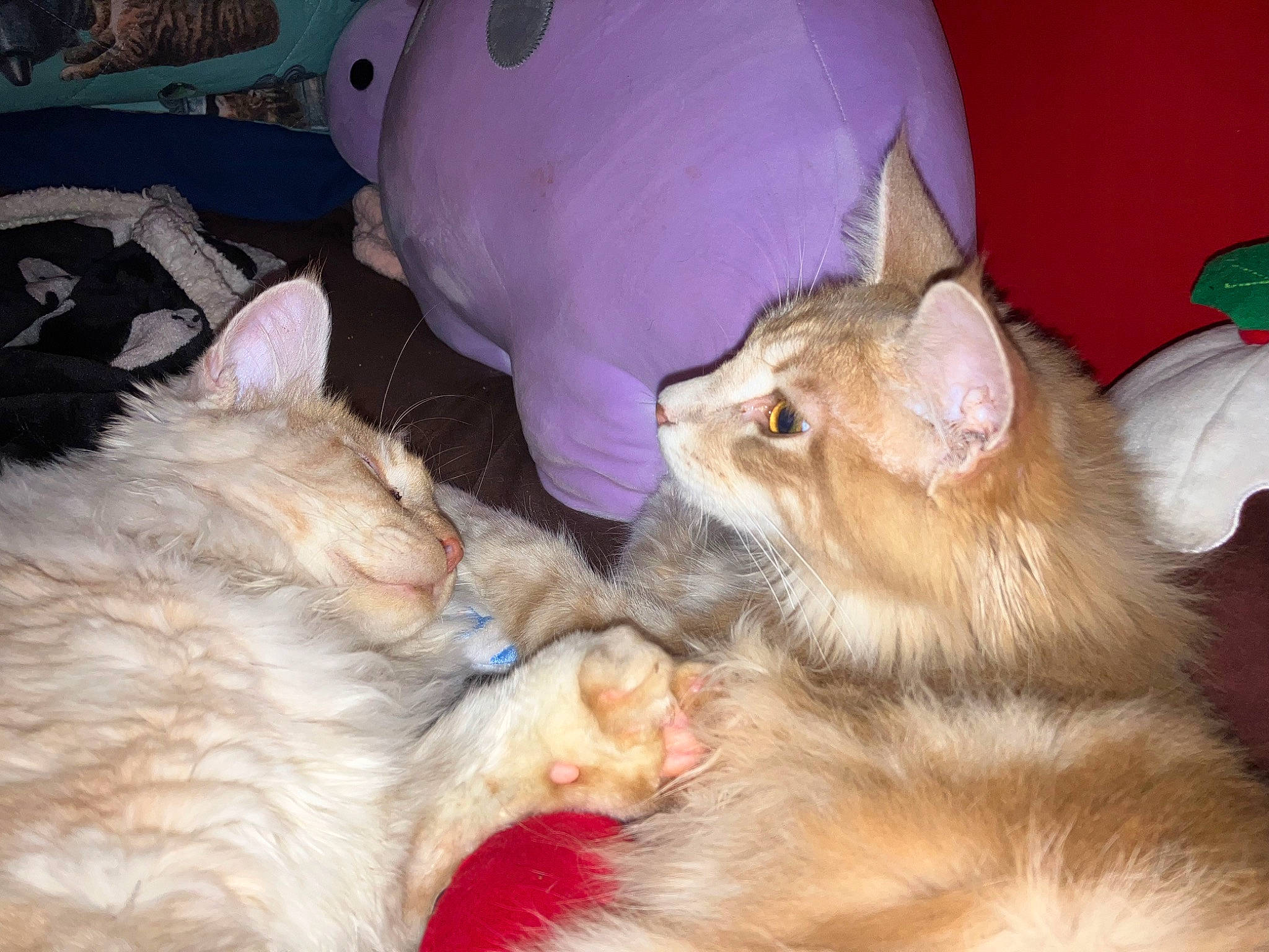 Thor And Egbert is registered to the contest to win money with this photo: carnivore, cat, claw, comfort, domestic_short_haired_cat, fawn, felidae, fur, lap, nap, paw, small_to_medium_sized_cats, snout, whiskers