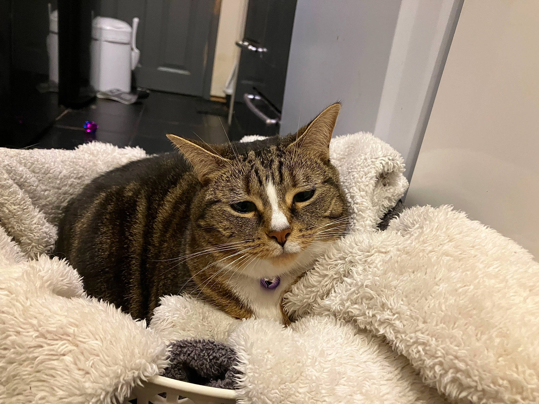 Moon is registered to the contest to win money with this photo: bed, carnivore, cat, cat_furniture, cat_supply, claw, comfort, domestic_short_haired_cat, door, felidae, fur, kitchen_appliance, paper_towel, paw, small_to_medium_sized_cats, snout, tail, terrestrial_animal, whiskers, window