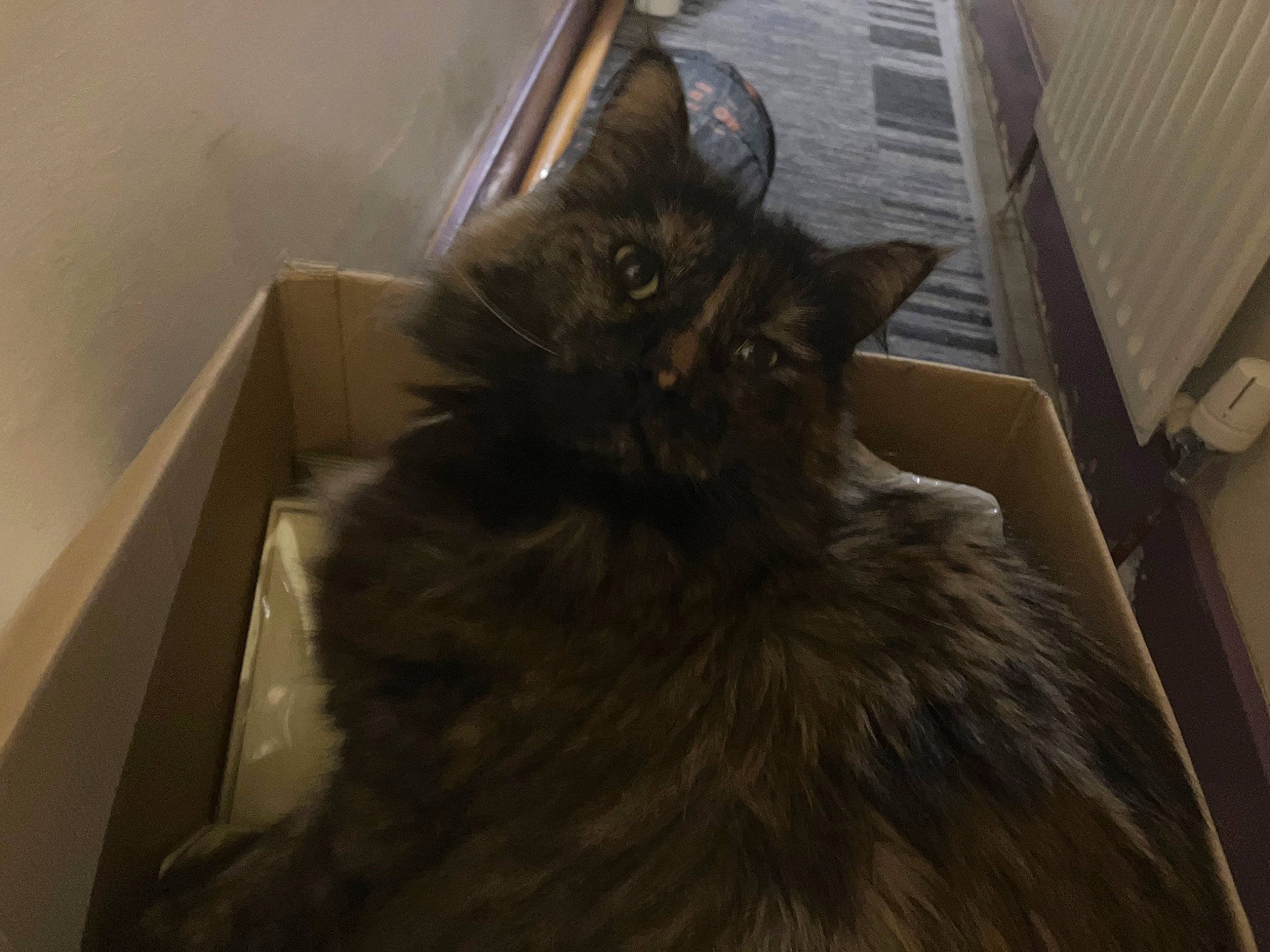 Mrs Spoon is registered to the contest to win money with this photo: black_cat, carnivore, cat, claw, comfort, domestic_short_haired_cat, felidae, flooring, fur, grey, hardwood, liver, siberian, small_to_medium_sized_cats, tail, terrestrial_animal, whiskers, wood