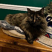 Mrs Spoon is registered to the contest to win money with this photo: animal, bed, cat, ceramic_skull, closeup, cozy, decor, dried_plants, feline, fur, green_wall, indoor, pet, plant, planter, resting, table, tortoiseshell_cat, wooden_cabinet, woven_basket