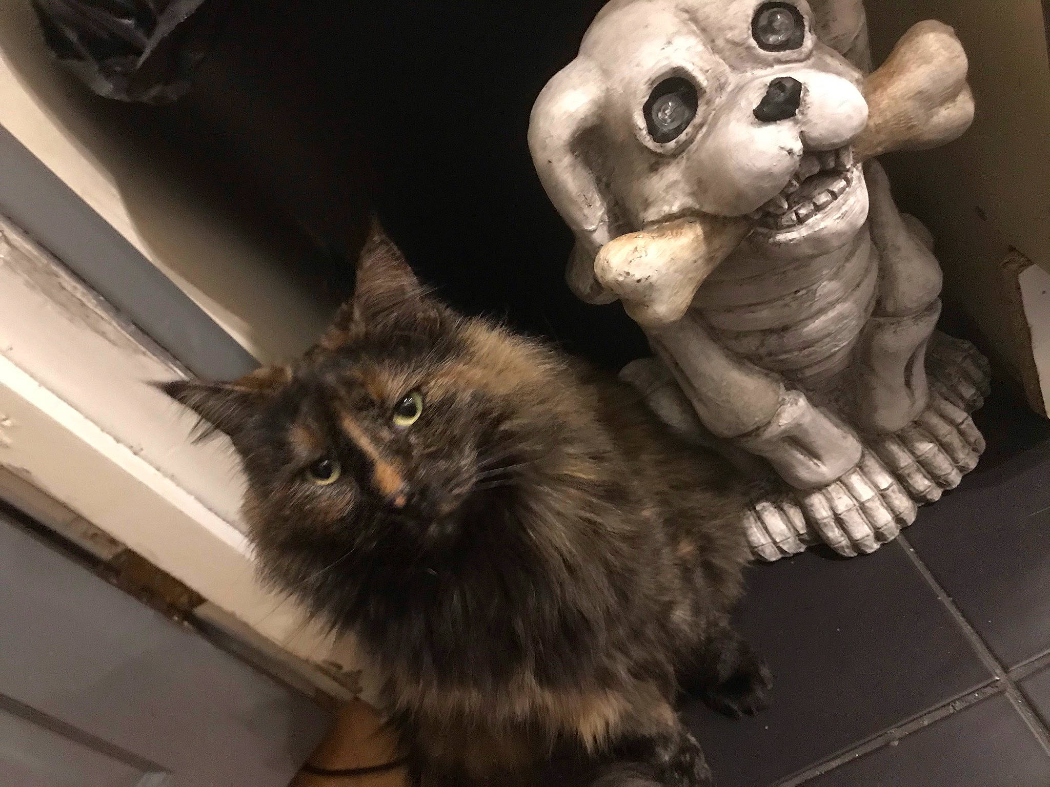 Mrs Spoon joined the competition — help win amazing prizes! bone, carnivore, cat, claw, companion_dog, domestic_short_haired_cat, fawn, felidae, fur, mammal, metal, paw, skull, small_to_medium_sized_cats, snout, stuffed_toy, tail, toy, whiskers, working_animal