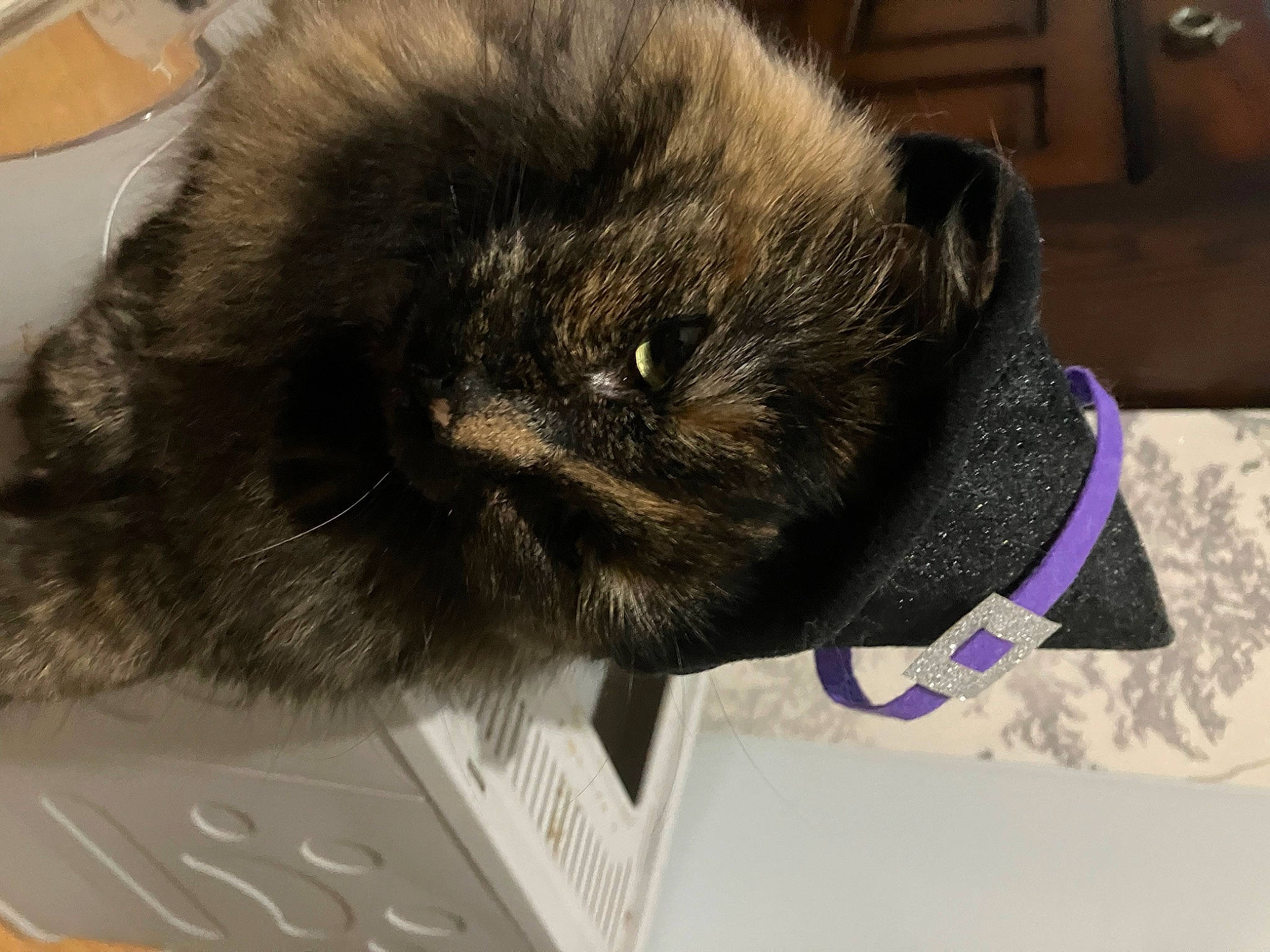 Mrs Spoon is registered to the contest to win money with this photo: carnivore, cat, claw, collar, comfort, domestic_short_haired_cat, felidae, fur, nap, pet_supply, small_to_medium_sized_cats, snout, tail, terrestrial_animal, whiskers