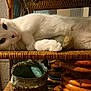 animal, cat, close_up, cozy, decor, fur, household, indoor, paw, pet, relaxed, resting, rustic, stone, tabby_cat, warm_light, whiskers, white_cat, wooden_furniture, woven_chair