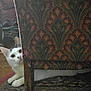 animal, armchair, cat, cozy, curious, eyes, floor, furniture, hidden, home, indoor, patterned_fabric, peeking, pet, quiet, relaxed, rug, vintage, whiskers, wooden_leg