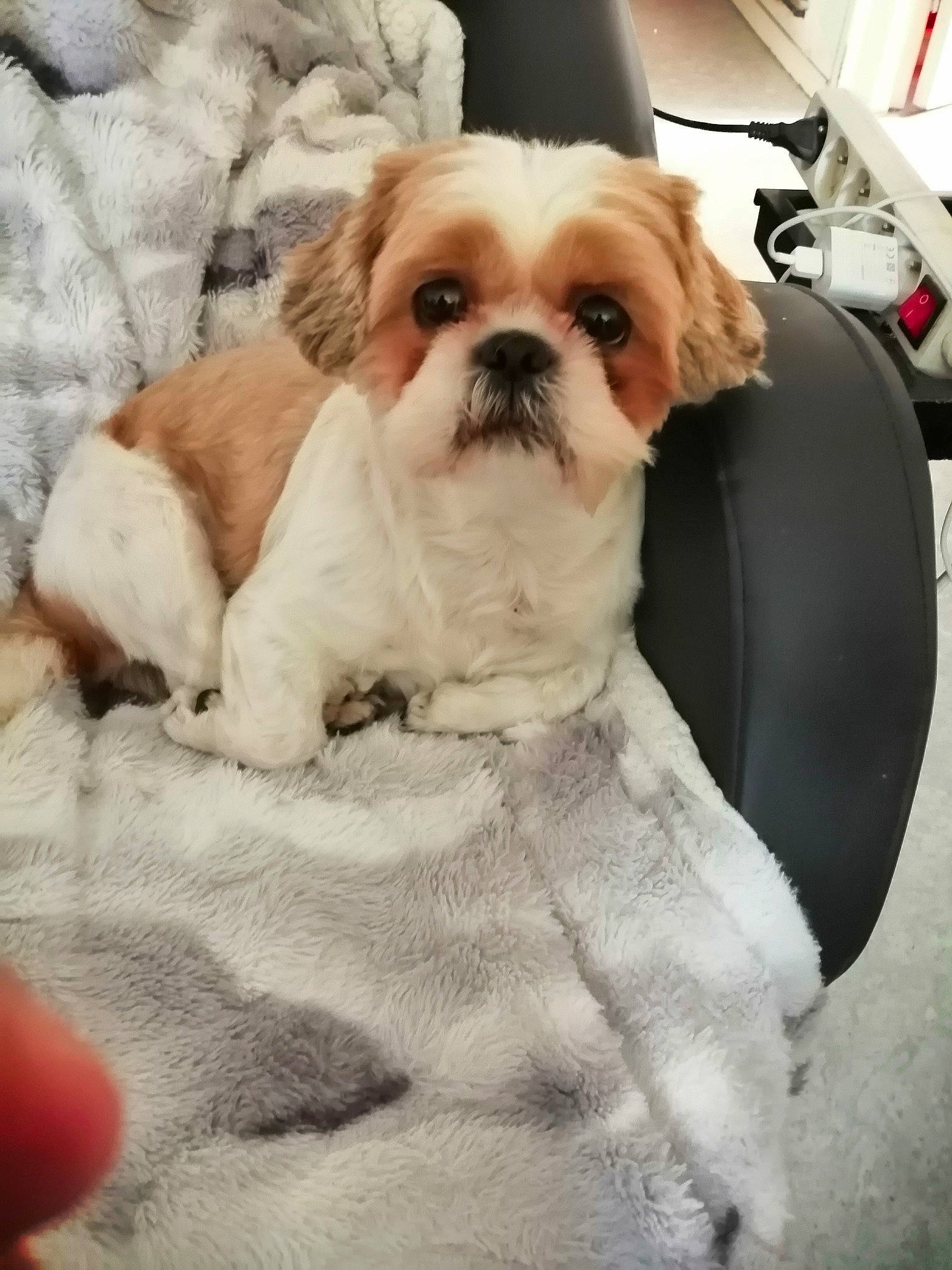 Oris a rejoint le concours — aidez-le/la à gagner de superbes lots ! carnivore, comfort, companion_dog, dog, dog_breed, dog_clothes, dog_collar, dog_supply, eyewear, fawn, fur, linens, liver, pet_supply, shih_tzu, small_terrier, snout, sporting_group, toy_dog, working_animal