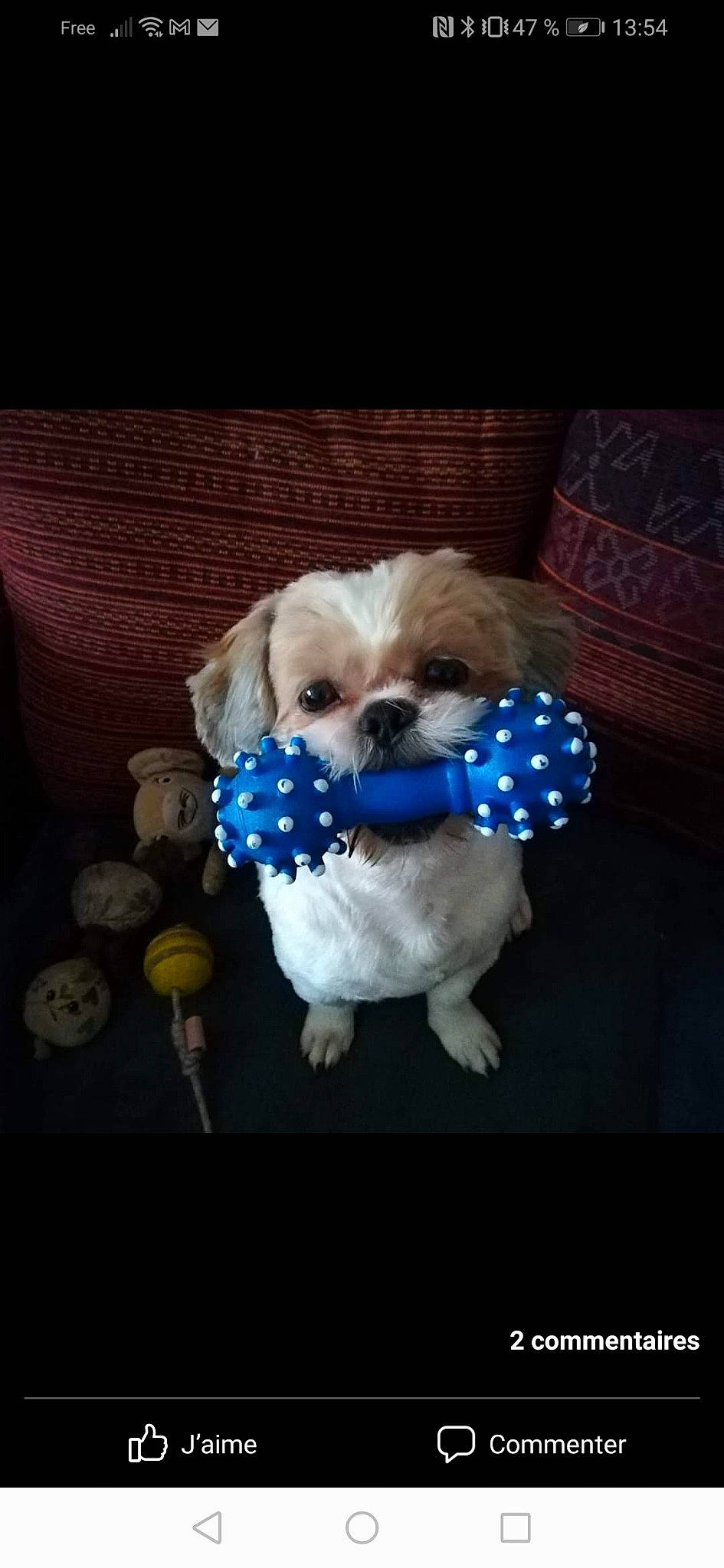 Oris participe au concours pour gagner de l'argent avec cette photo : canidae, carnivore, companion_dog, dog, dog_breed, dog_clothes, dog_supply, electric_blue, fawn, fur, maltepoo, non_sporting_group, pet_supply, shih_tzu, snout, sporting_group, toy_dog, wood