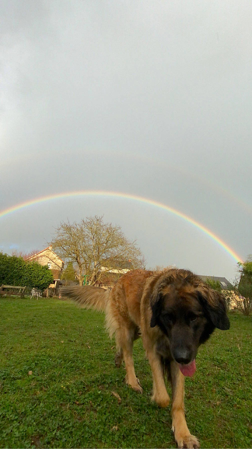 Odelia a rejoint le concours — aidez-le/la à gagner de superbes lots ! canidae, carnivore, cloud, companion_dog, dog, dog_breed, field, grass, grassland, landscape, meteorological_phenomenon, natural_landscape, pasture, plant, prairie, rainbow, sky, sporting_group, tree, working_animal