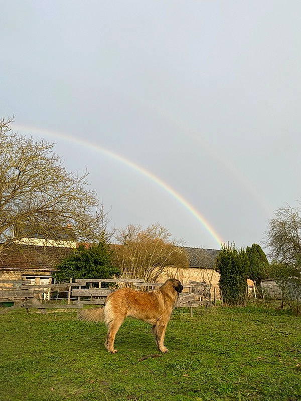 Odelia a rejoint le concours — aidez-le/la à gagner de superbes lots ! big_cats, canidae, carnivore, cloud, dog, dog_breed, fawn, grass, grassland, landscape, meadow, natural_landscape, pasture, plain, plant, rainbow, sky, tail, terrestrial_animal, tree