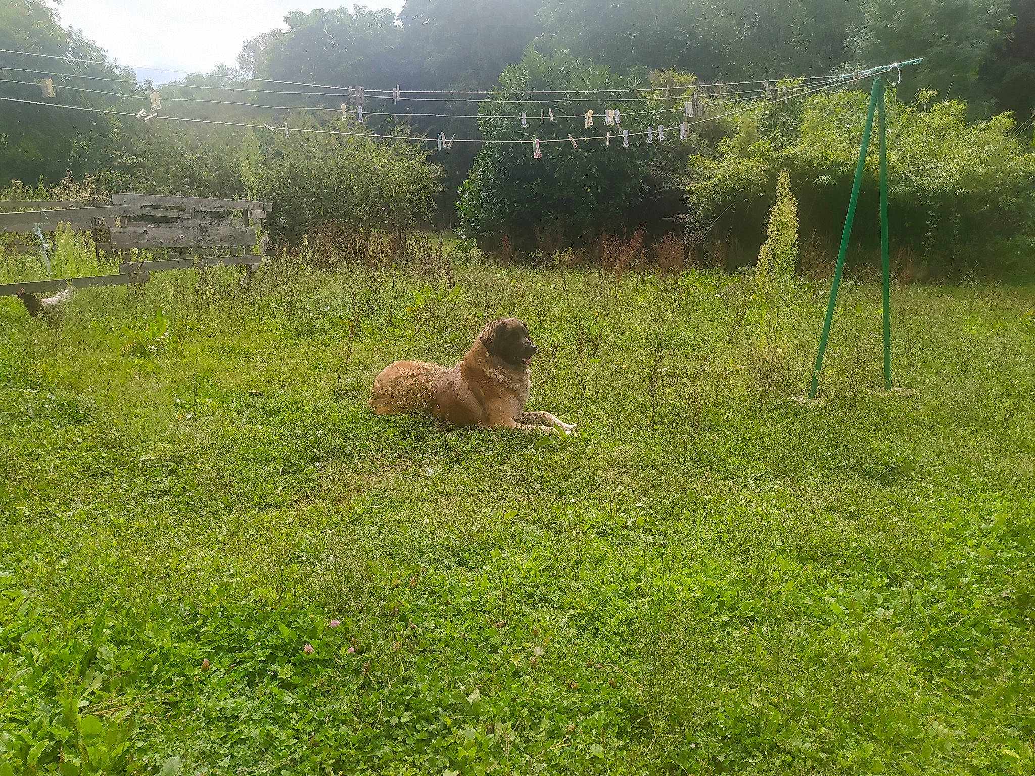 Odelia participe au concours pour gagner de l'argent avec cette photo : bactrian_camel, big_cats, carnivore, companion_dog, dog_breed, fawn, felidae, field, grass, grassland, groundcover, landscape, meadow, natural_landscape, pasture, plain, plant, prairie, terrestrial_animal, tree