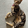cat, tabby, pet, animal, fur, collar, pink_collar, indoor, carpet, striped_fur, cute, relaxed, lying_down, whiskers, ears, tail, eyes, looking, soft_texture, domestic_animal