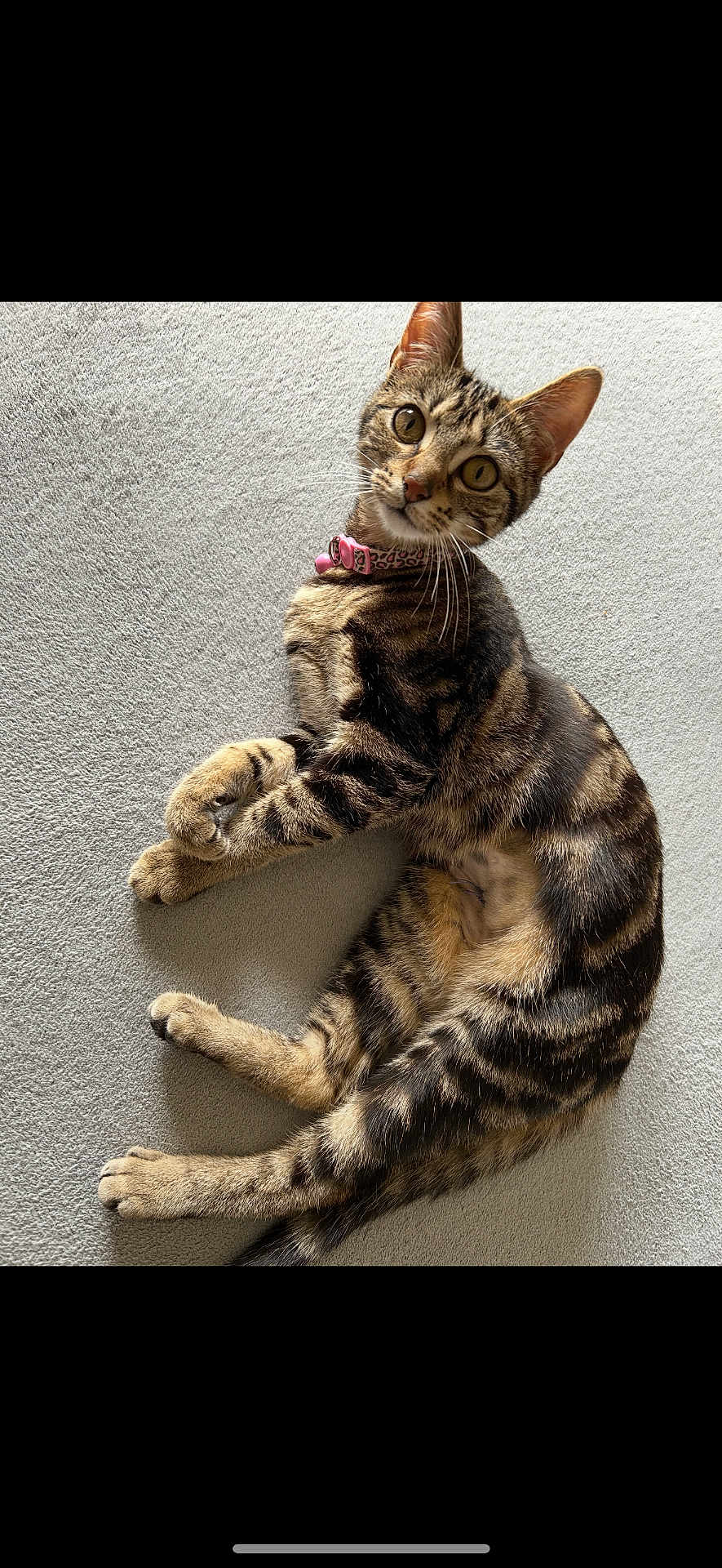 Abby a rejoint le concours — aidez-le/la à gagner de superbes lots ! cat, tabby, pet, animal, fur, collar, pink_collar, indoor, carpet, striped_fur, cute, relaxed, lying_down, whiskers, ears, tail, eyes, looking, soft_texture, domestic_animal