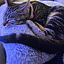 Abby participe au concours pour gagner de l'argent avec cette photo : cat, tabby, sleeping, collar, leopard_print, fluffy_cushion, indoor, pet, cozy, resting, animal, fur, whiskers, tail, closeup, relaxation, soft_light, domestic_cat, cute, nap