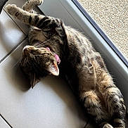 Abby a rejoint le concours — aidez-le/la à gagner de superbes lots ! cat, tabby, feline, pet, indoor, relaxing, floor, tile, collar, pink_collar, sleeping, stretched_out, paws_crossed, natural_light, window, glass_door, shadow, fur, whiskers, cute