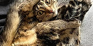 Abby participe au concours pour gagner de l'argent avec cette photo : cat, tabby, pet, animal, feline, fur, whiskers, paws, stretching, playful, cozy, blanket, indoor, relaxed, cute, closeup, alert, curious, resting, domestic