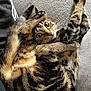 cat, tabby, pet, animal, feline, fur, whiskers, paws, stretching, playful, cozy, blanket, indoor, relaxed, cute, closeup, alert, curious, resting, domestic
