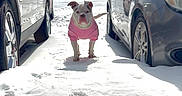 Cookie joined the competition — help win amazing prizes! animal, canine, car, cold_weather, daylight, dog, driveway, fence, front_yard, house, outdoor, parked_car, pet, pink_sweater, residential_area, sidewalk, snow, snowy_ground, tree, winter