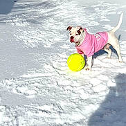 Cookie is registered to the contest to win money with this photo: animal, bright, canine, cold, cute, daylight, dog, fence, fur, guarding, outdoor, pet, pink_hoodie, play, snow, snowy_ground, standing, toy, winter, yellow_ball