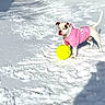 animal, bright, canine, cold, cute, daylight, dog, fence, fur, guarding, outdoor, pet, pink_hoodie, play, snow, snowy_ground, standing, toy, winter, yellow_ball