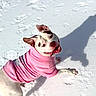 animal, canine, cold, cute, daylight, dog, ears, fun, fur, happy, motion, outdoor, pet, pink_sweater, playful, shadow, snow, tongue, white_snow, winter
