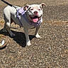 animal, brown_patch, canine, close_up, dog, gravel_path, happy, harness, leash, nature, outdoor, panting, pet, playful, sidewalk, summer, sunlight, walking, water, white_dog