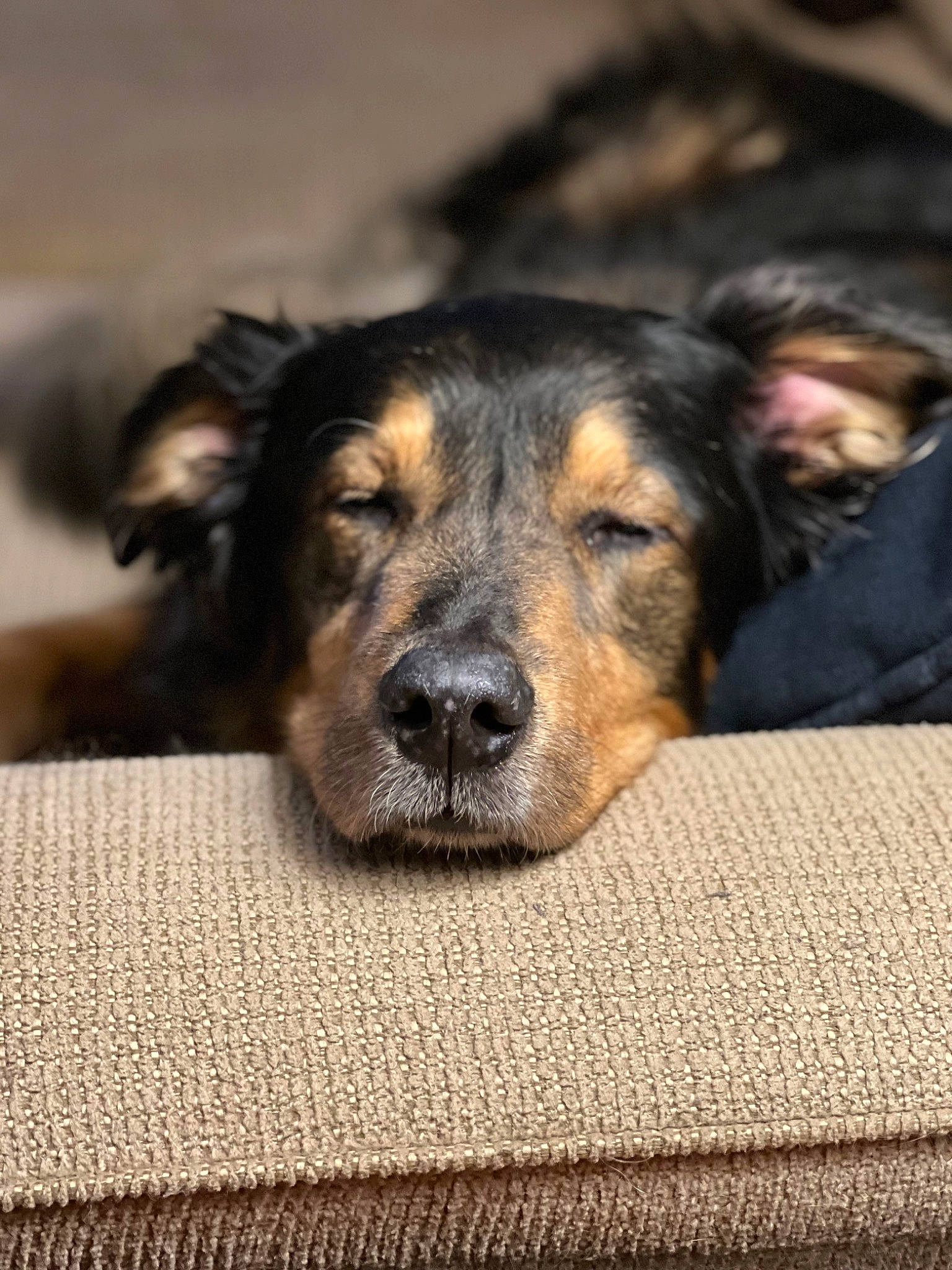 Skibby is registered to the contest to win money with this photo: canidae, carnivore, companion_dog, dog, dog_breed, fawn, flooring, fur, guard_dog, paw, puppy, sporting_group, terrestrial_animal, whiskers, working_dog