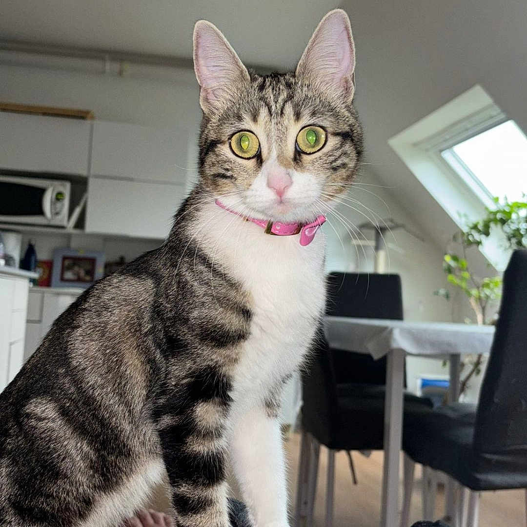 Gribouille a rejoint le concours — aidez-le/la à gagner de superbes lots ! animal, cat, chair, curious, domestic, fur, furniture, green_eyes, indoor, kitchen, lap, light, person, pet, pink_collar, plant, tabby, table, whiskers, window