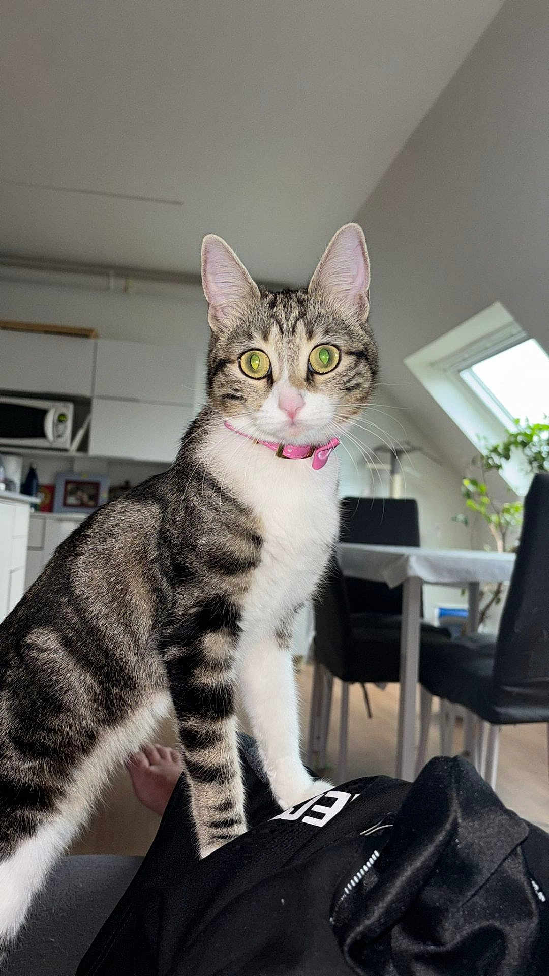 Gribouille a rejoint le concours — aidez-le/la à gagner de superbes lots ! cat, tabby, green_eyes, pink_collar, indoor, kitchen, furniture, table, chair, plant, window, light, person, lap, pet, animal, curious, domestic, whiskers, fur