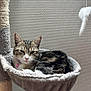 cat, tabby, cat_tree, hammock, indoor, pet, feline, relaxed, sleepy, collar, bell, toy, plush, fur, whiskers, ears, paw, resting, home, texture