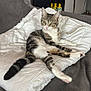 Gribouille participe au concours pour gagner de l'argent avec cette photo : cat, tabby_cat, pet, animal, indoor, blanket, couch, aquarium, fish_tank, relaxed, feline, striped, white_fur, paws, ears, tail, home, furniture, domestic, resting
