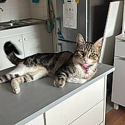 Gribouille participe au concours pour gagner de l'argent avec cette photo : cat, tabby, pink_collar, kitchen, refrigerator, magnets, white_cabinets, kitchen_utensils, countertop, domestic_animal, pet, indoor, relaxed, curious, feline, table, floor, wooden_floor, appliance, household