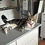 cat, tabby, pink_collar, kitchen, refrigerator, magnets, white_cabinets, kitchen_utensils, countertop, domestic_animal, pet, indoor, relaxed, curious, feline, table, floor, wooden_floor, appliance, household