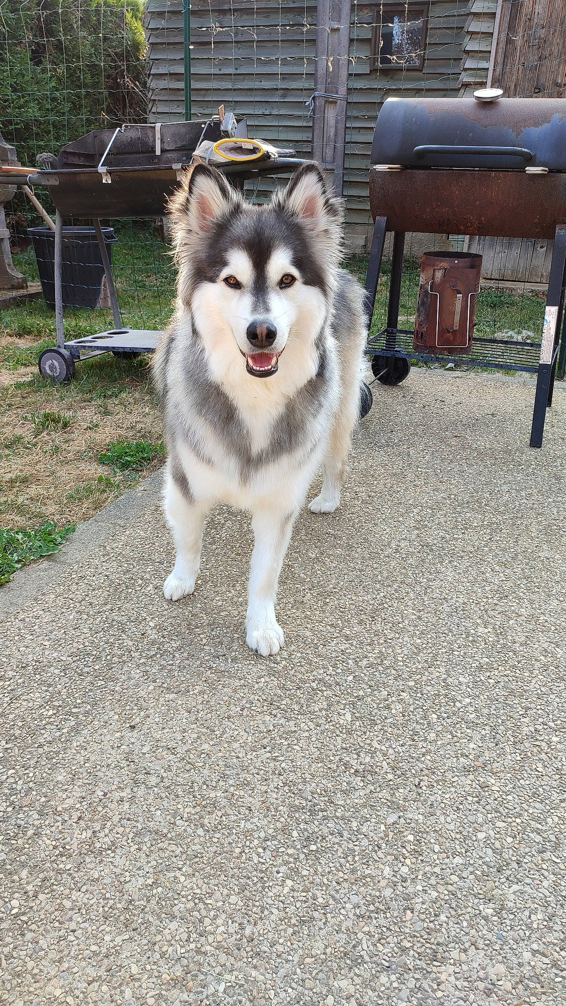 Tokyo participe au concours pour gagner de l'argent avec cette photo : ancient_dog_breeds, canidae, carnivore, companion_dog, dog, dog_breed, gas, outdoor_bench, outdoor_furniture, plant, recreation, sled_dog, sporting_group, working_animal, working_dog