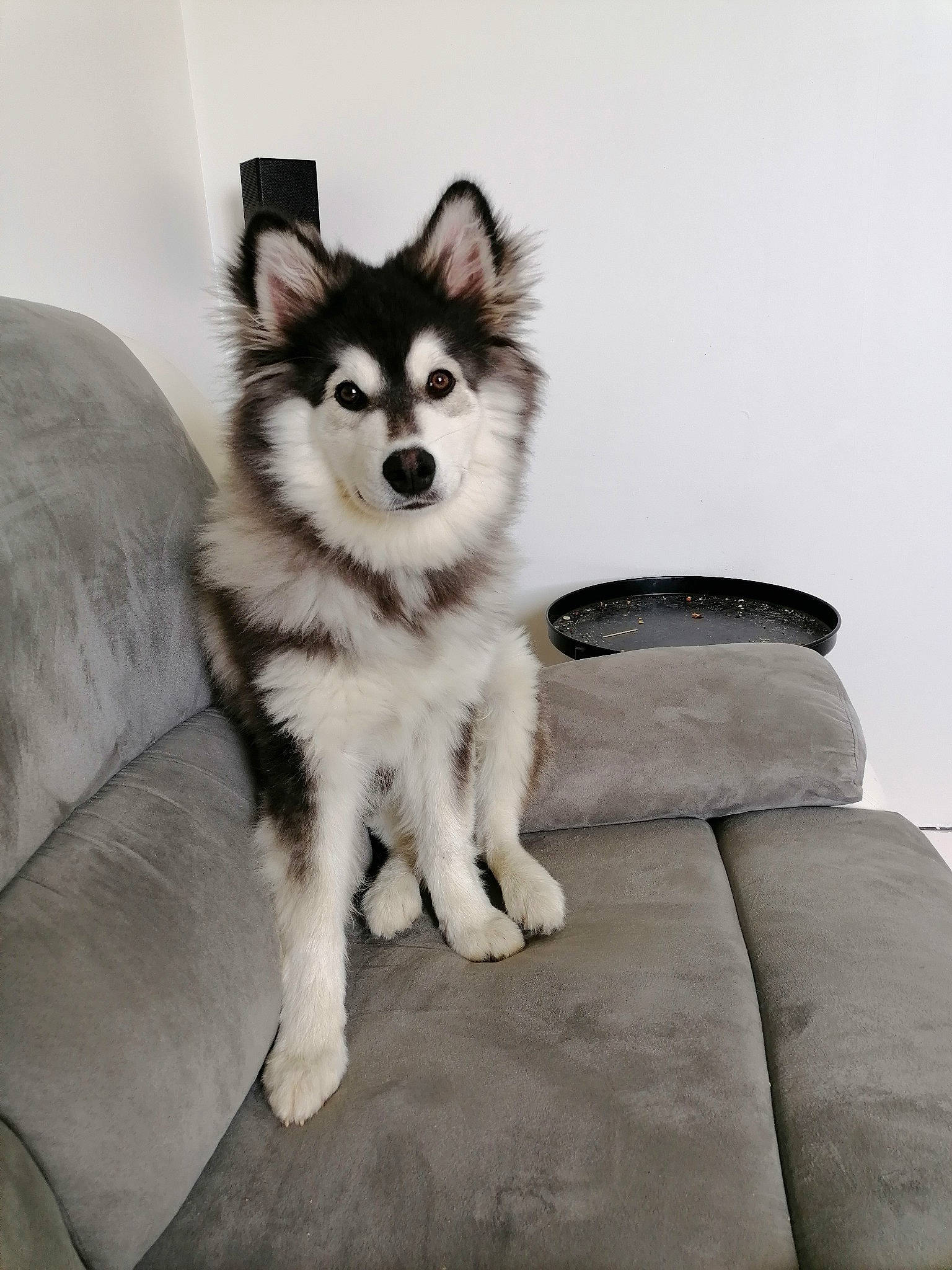 Tokyo participe au concours pour gagner de l'argent avec cette photo : ancient_dog_breeds, canidae, canis, carnivore, comfort, companion_dog, dog, dog_breed, fur, non_sporting_group, siberian_husky, sitting, sled_dog, sporting_group, terrestrial_animal, working_animal, working_dog