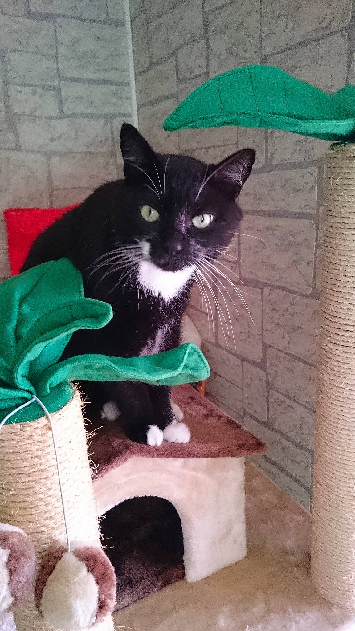 Félix participe au concours pour gagner de l'argent avec cette photo : black_cat, carnivore, cat, domestic_short_haired_cat, felidae, kitten, small_to_medium_sized_cats, tail, whiskers