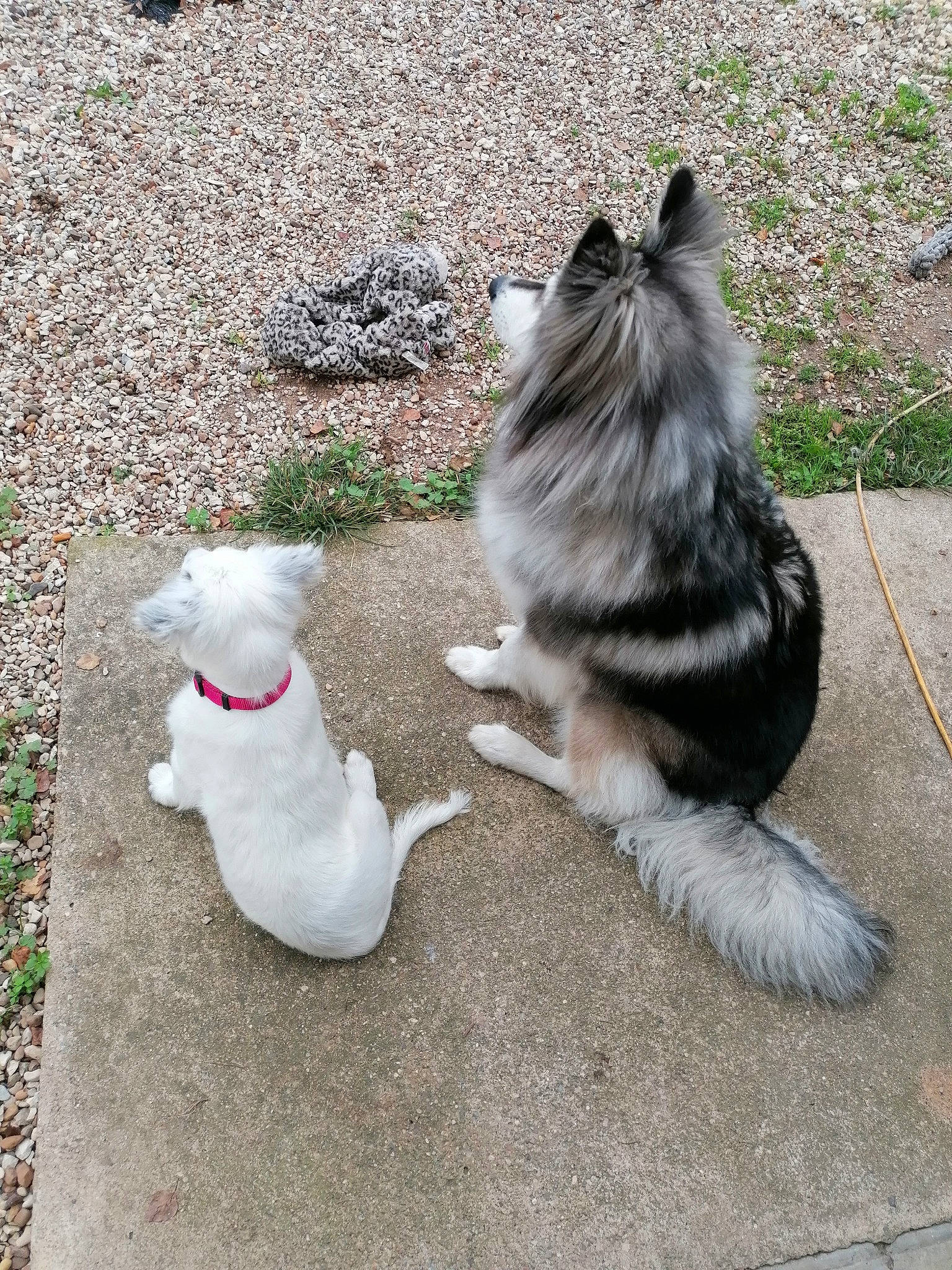 Thalia a rejoint le concours — aidez-le/la à gagner de superbes lots ! canidae, carnivore, collar, companion_dog, dog, dog_breed, dog_supply, fawn, felidae, fur, grass, paw, pet_supply, small_to_medium_sized_cats, snout, sporting_group, tail, toy_dog, whiskers, working_animal