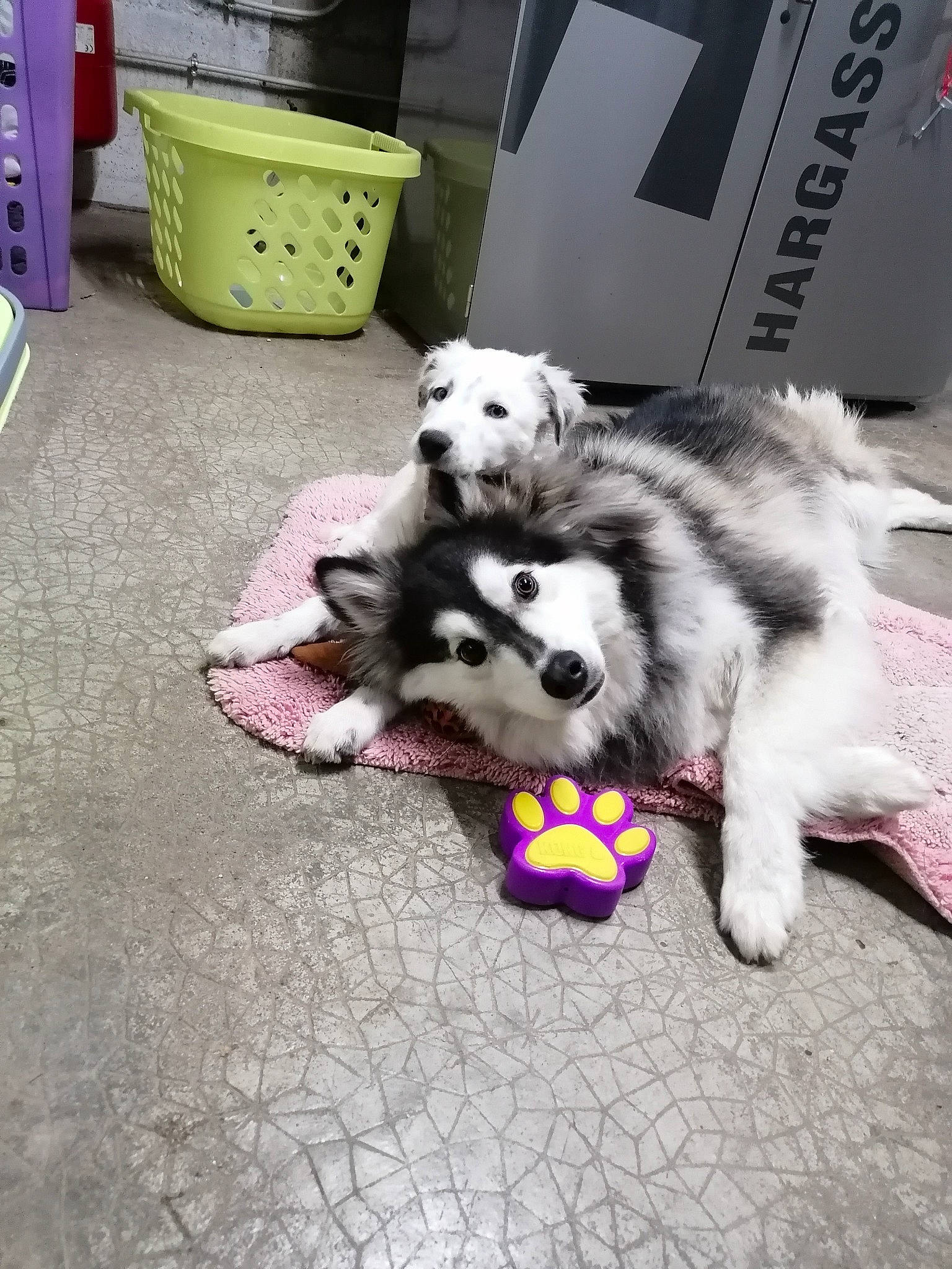 Thalia a rejoint le concours — aidez-le/la à gagner de superbes lots ! cabinetry, canidae, carnivore, chest, chest_of_drawers, companion_dog, cupboard, dog, dog_breed, dog_supply, drawer, flooring, fur, german_spitz, german_spitz_klein, herding_dog, pomeranian, spitz, toy_dog, volpino_italiano