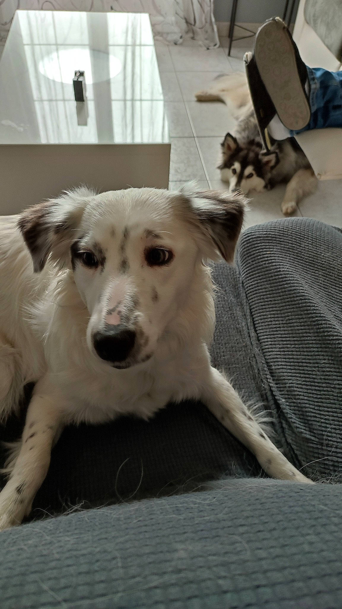 Thalia participe au concours pour gagner de l'argent avec cette photo : carnivore, comfort, companion_dog, dog, dog_breed, flooring, fur, terrestrial_animal, whiskers, working_animal