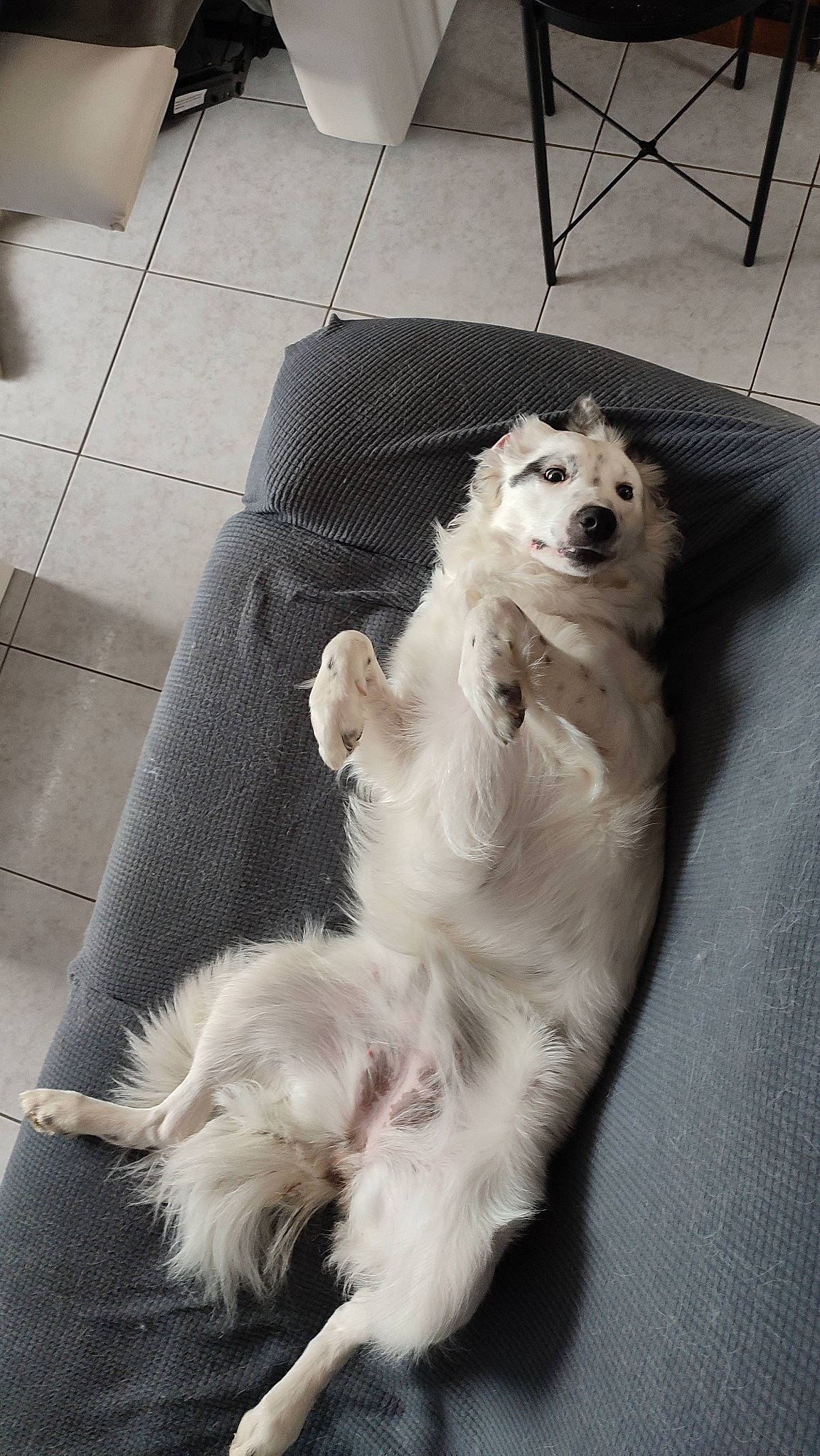 Thalia participe au concours pour gagner de l'argent avec cette photo : american_eskimo_dog, carnivore, companion_dog, dog, dog_breed, dog_supply, fang, felidae, flooring, fur, german_spitz, japanese_spitz, paw, photograph, road_surface, spitz, terrestrial_animal, volpino_italiano, whiskers, working_animal