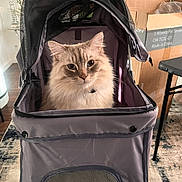 Smokey Baby is registered to the contest to win money with this photo: cat, pet_stroller, indoor, furniture, cardboard_box, curious, fluffy, gray, seated, pet, domestic_animal, looking_at_camera, cozy, home, floor, carpet, mesh_window, zipper, collar, light
