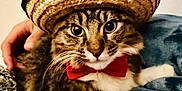 Chachee joined the competition — help win amazing prizes! cat, tabby, sombrero, hat, bow_tie, pet, hand, blanket, feline, cute, indoor, cozy, animal, mammal, portrait, resting, domestic, whiskers, fur, closeup
