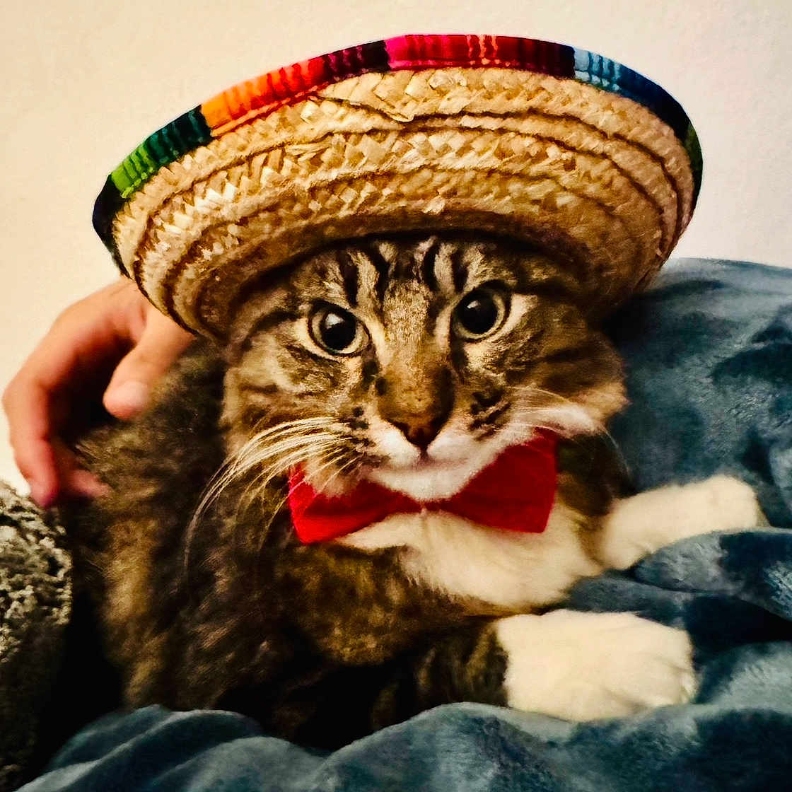 Chachee joined the competition — help win amazing prizes! animal, blanket, bow_tie, cat, closeup, cozy, cute, domestic, feline, fur, hand, hat, indoor, mammal, pet, portrait, resting, sombrero, tabby, whiskers