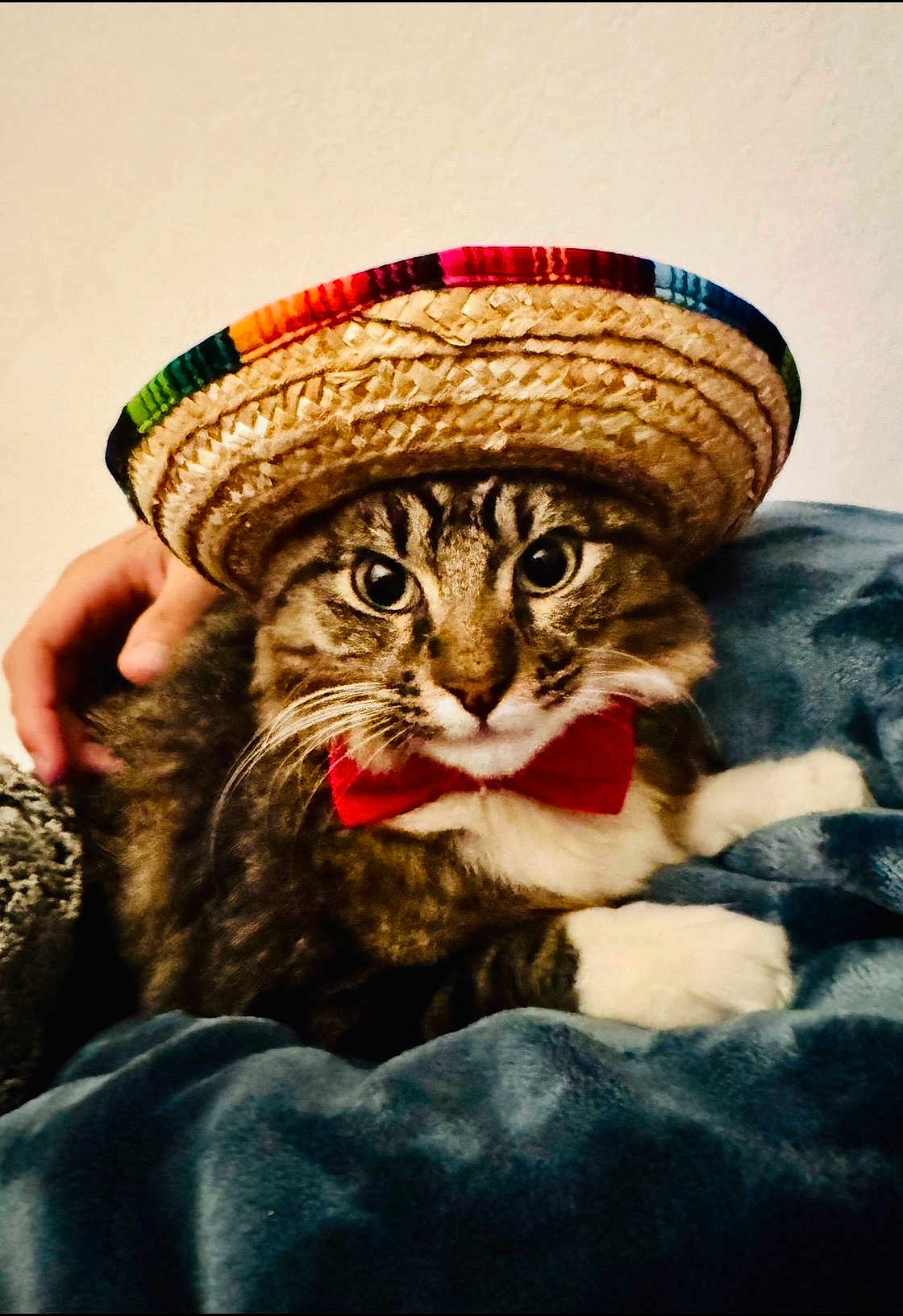 Chachee joined the competition — help win amazing prizes! cat, tabby, sombrero, hat, bow_tie, pet, hand, blanket, feline, cute, indoor, cozy, animal, mammal, portrait, resting, domestic, whiskers, fur, closeup