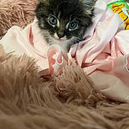 Chachee is registered to the contest to win money with this photo: kitten, cat, cute, pet, animal, fur, blanket, soft, cozy, pink, beige, indoors, young, small, face, whiskers, ears, comfort, sleepy, nest