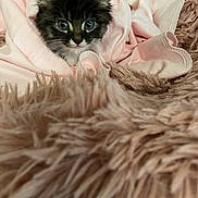 Chachee is registered to the contest to win money with this photo: animal, blanket, cat, cozy, cute, face, fur, furry, indoor, kitten, nest, pet, pink, resting, sleepy, small, soft, tabby, wide_eyes, young