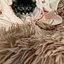 Chachee is registered to the contest to win money with this photo: kitten, cat, fur, blanket, pink, soft, cozy, cute, pet, animal, furry, small, face, wide_eyes, indoor, resting, young, tabby, sleepy, nest