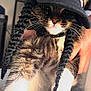 Chachee is registered to the contest to win money with this photo: cat, fluffy, braids, cap, hat, pet, animal, whiskers, fur, hands, indoor, portrait, cute, funny, costume, closeup, domestic, feline, person, holding
