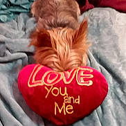 Eli is registered to the contest to win money with this photo: dog, small_dog, heart_pillow, text_on_pillow, blanket, bed, fabric, indoor, cozy, cute, pet, fur, playful, red, blue, soft, resting, animal, love, home
