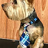 Eli joined the competition — help win amazing prizes! dog, small_dog, tie, blue_tie, plaid_tie, pet, animal, wooden_background, sitting, looking_sideways, fur, ears, paw, cute, domestic_animal, indoor, portrait, well_groomed, canine, fashion_accessory