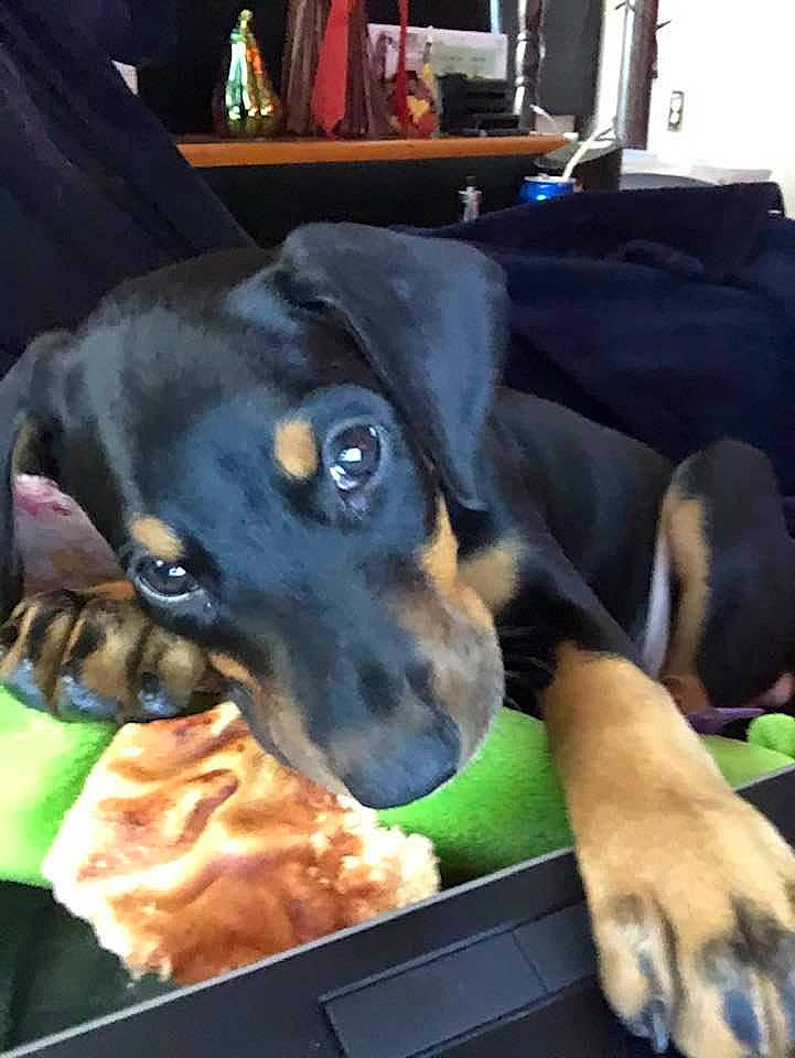 Abbey is registered to the contest to win money with this photo: austrian_black_and_tan_hound, beauceron, canidae, carnivore, dachshund, dobermann, dog, dog_breed, fawn, german_pinscher, guard_dog, huntaway, mammal, manchester_terrier, miniature_pinscher, pinscher, smaland_hound, toy_manchester_terrier, vertebrate, working_dog